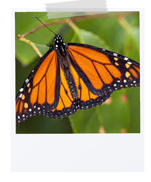 picture of a monarch butterfly